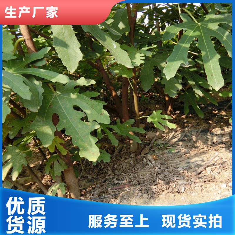 源頭廠家直供，無花果桃樹苗支持來圖定制，網絡銷售開啟新篇章